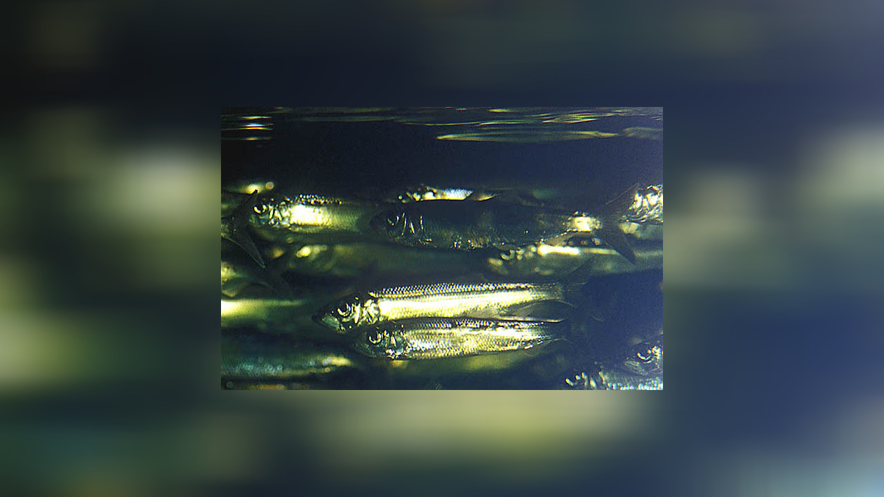 Clupea harengus Atlantischer Hering