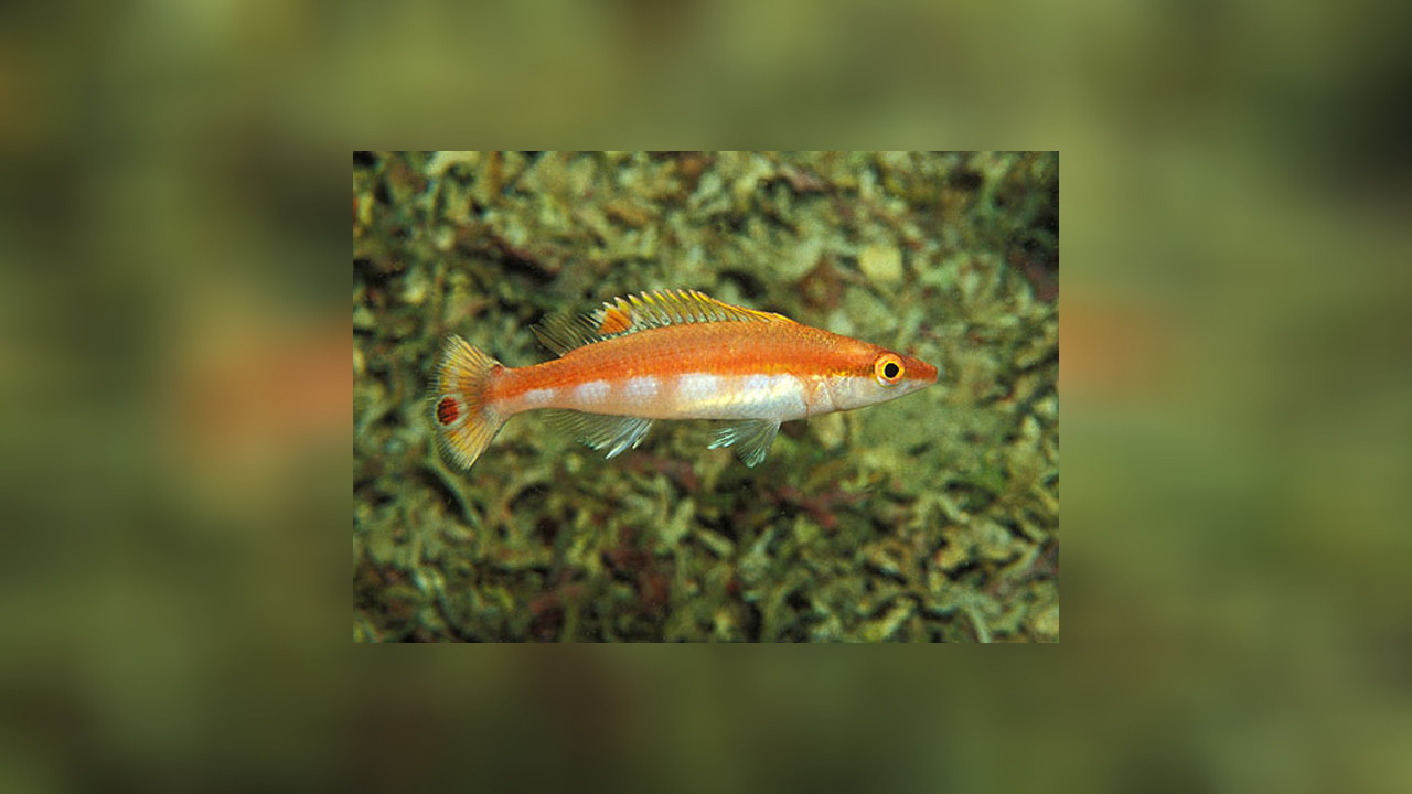 Lappanella fasciata SpitzkopfLippfisch