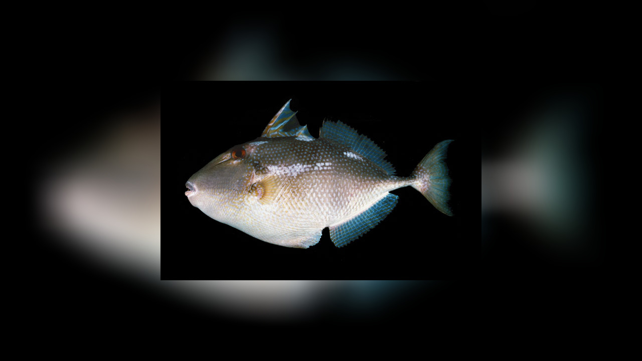 Abalistes stellaris Drückerfisch