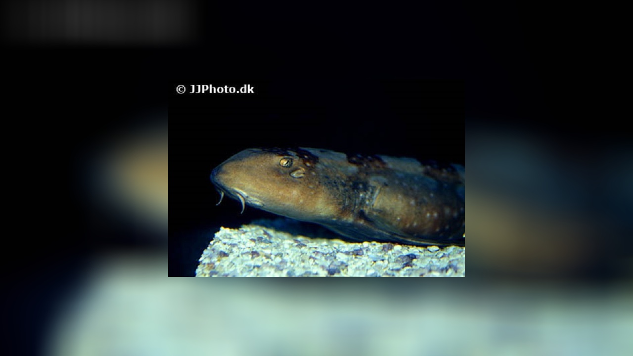 Chiloscyllium plagiosum Weißgepunkteter Bambushai