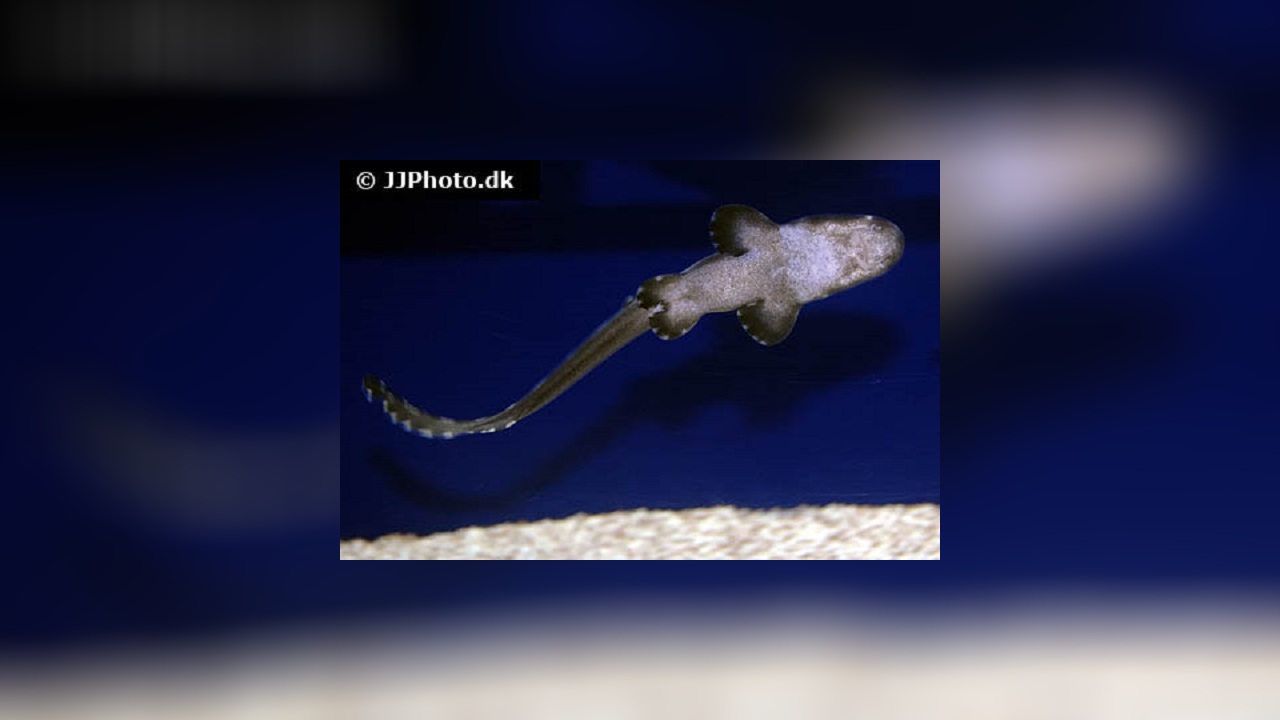 Chiloscyllium plagiosum Weißgepunkteter Bambushai