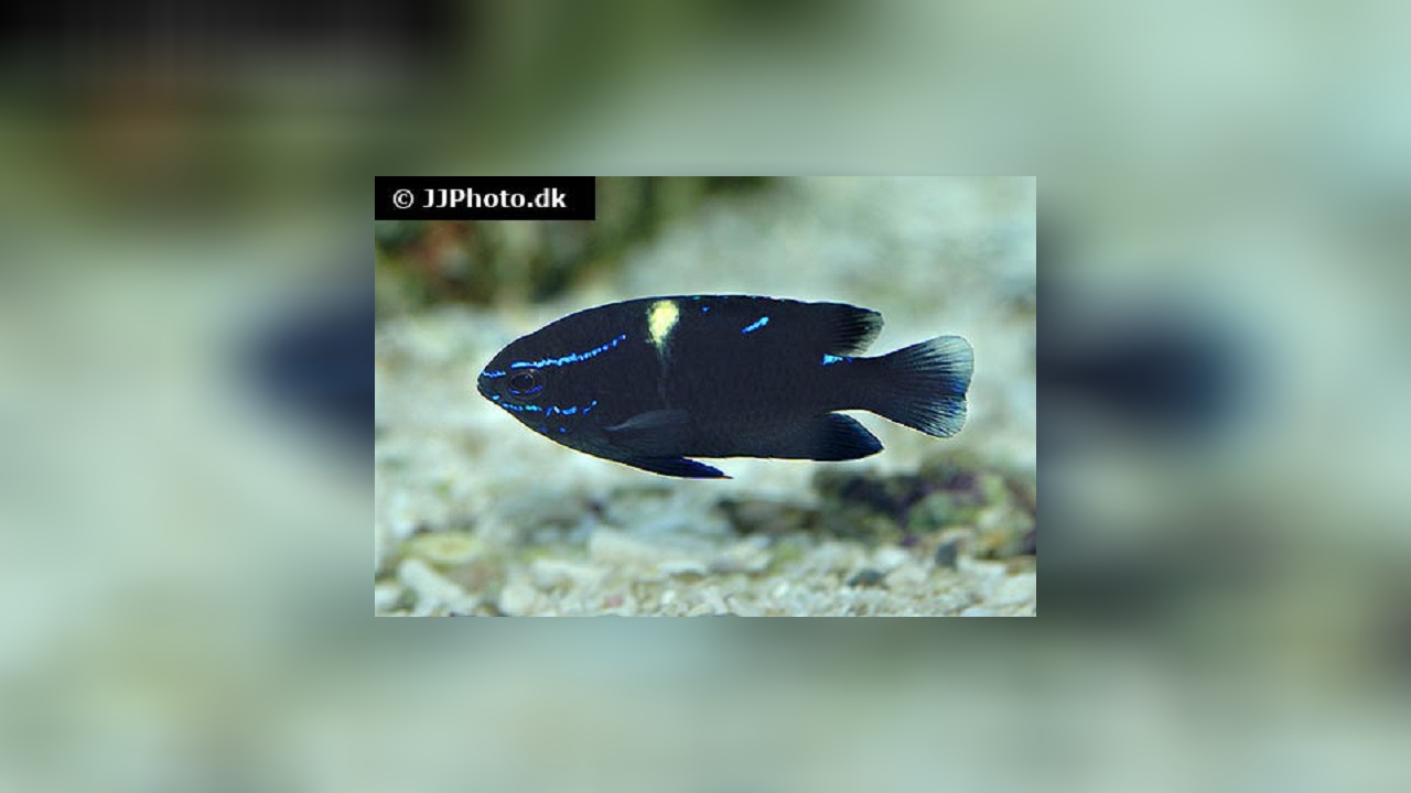 Neoglyphidodon oxyodon Neondemoiselle