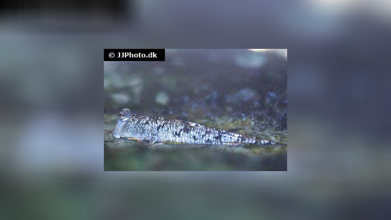 Periophthalmus barbarus Schlammspringer