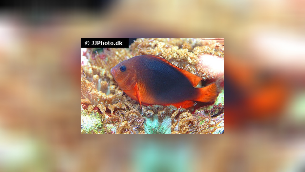 Amphiprion ephippium Red Saddleback Anemonefish, Saddle Anemone, Saddle