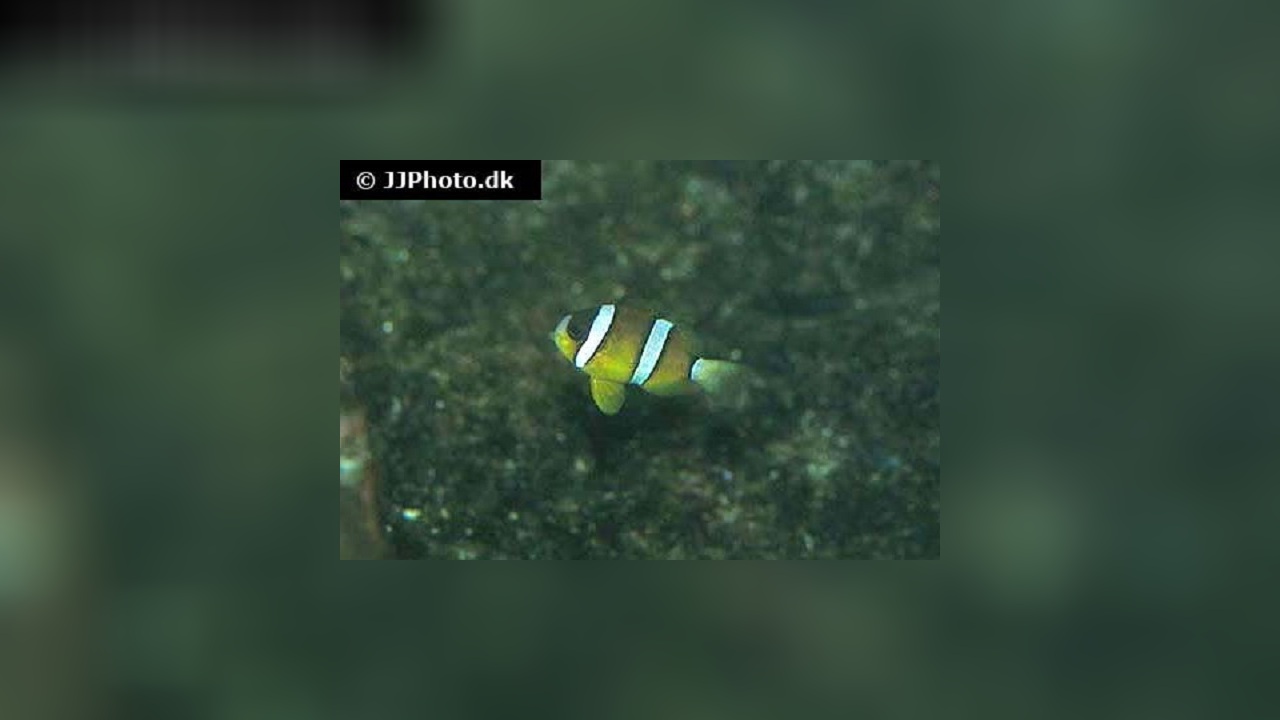 Amphiprion tricinctus DreibandAnemonenfisch