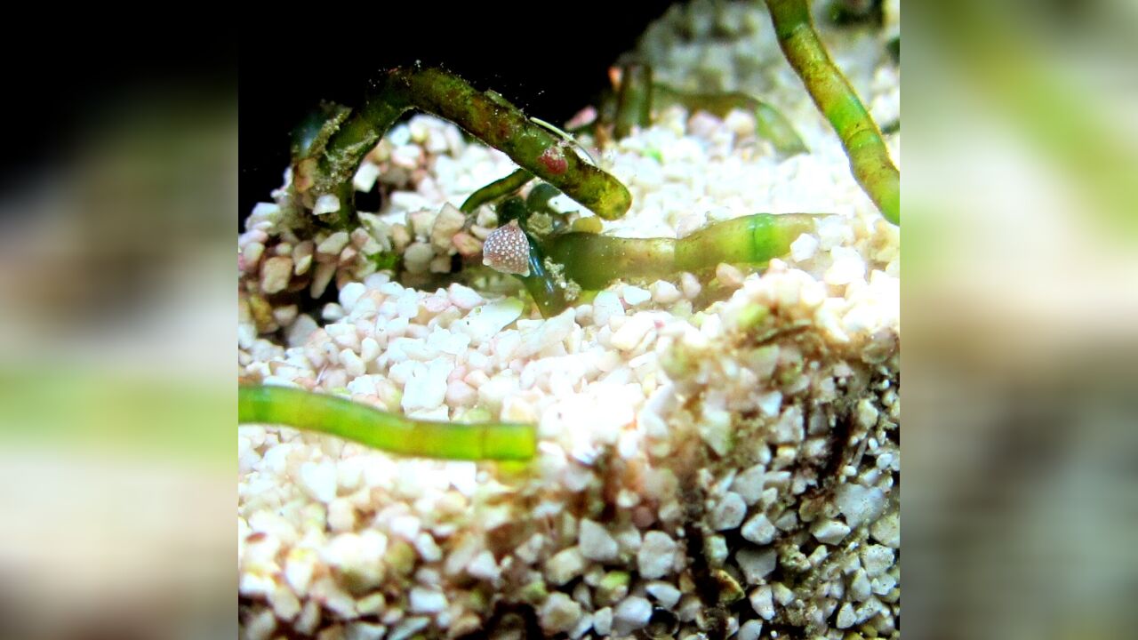 Schlumbergerella floresiana Kammerlinge