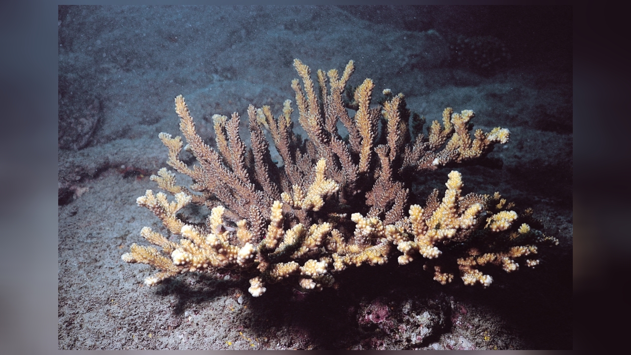 Pocillopora capitata Kleinpolypige Steinkoralle