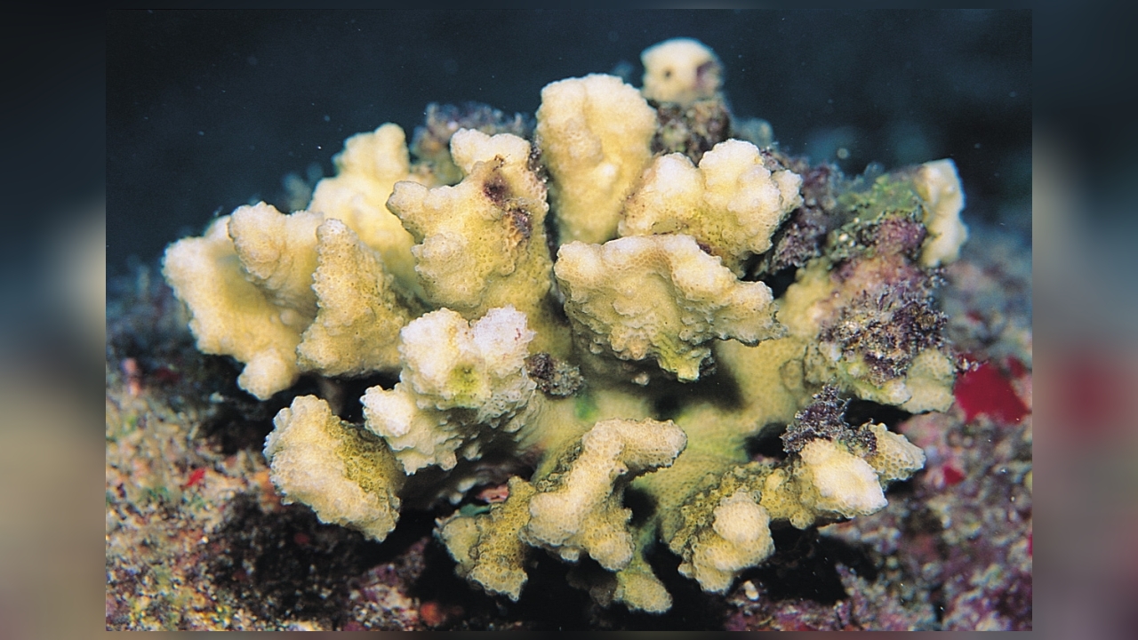 Pocillopora ligulata Hawaiian Cauliflower Coral