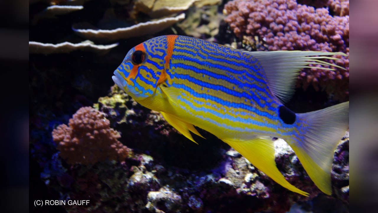 Symphorichthys spilurus SegelflossenSchnapper