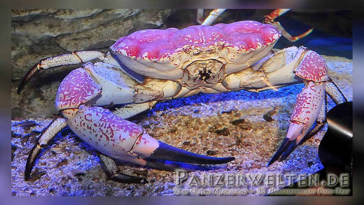Pseudocarcinus gigas Tasmanische Riesenkrabbe