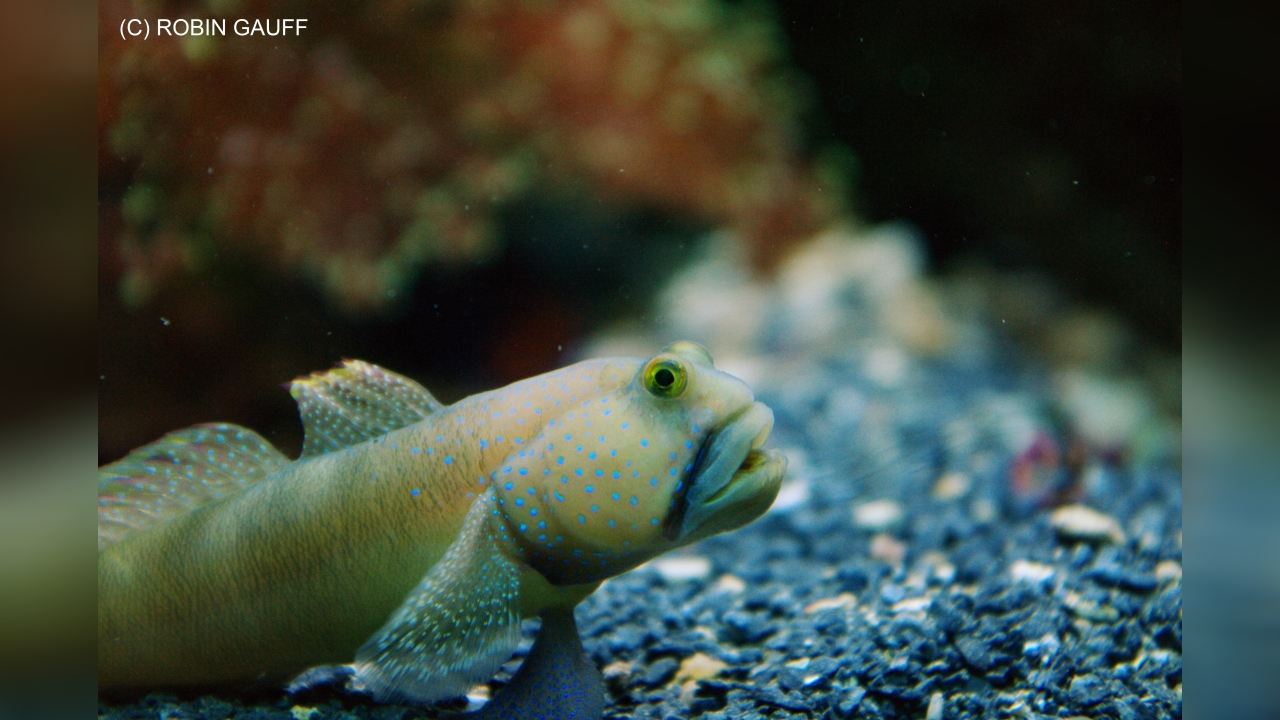 Cryptocentrus cinctus ZitronenWächtergrundel