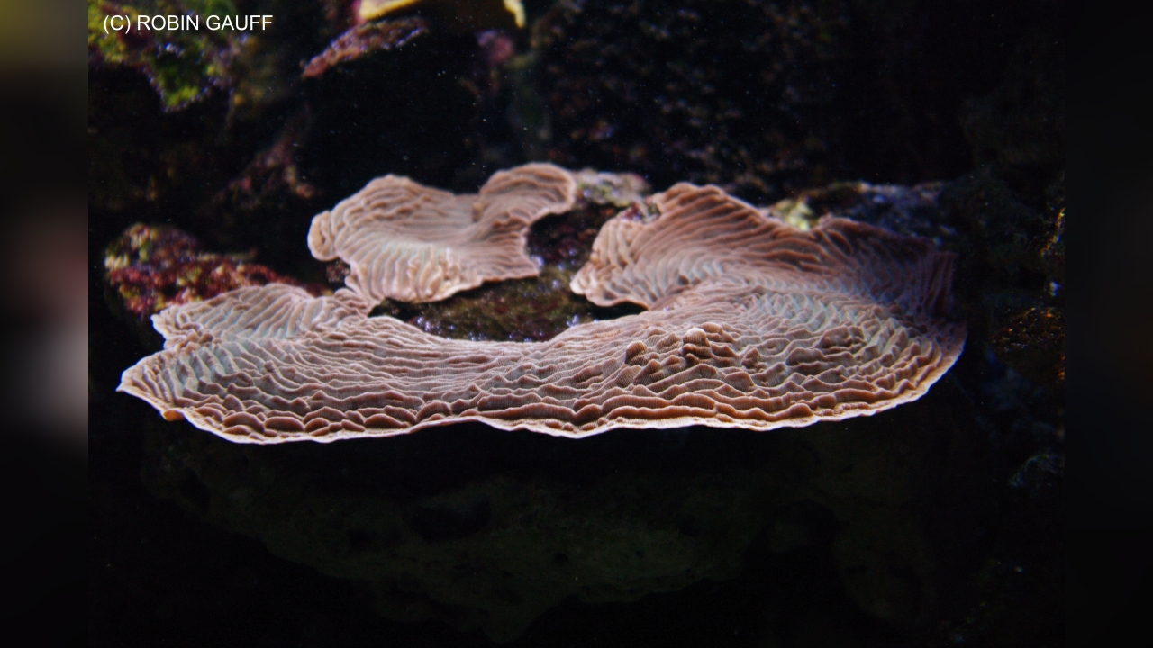 Agaricia agaricites Lettuce Coral