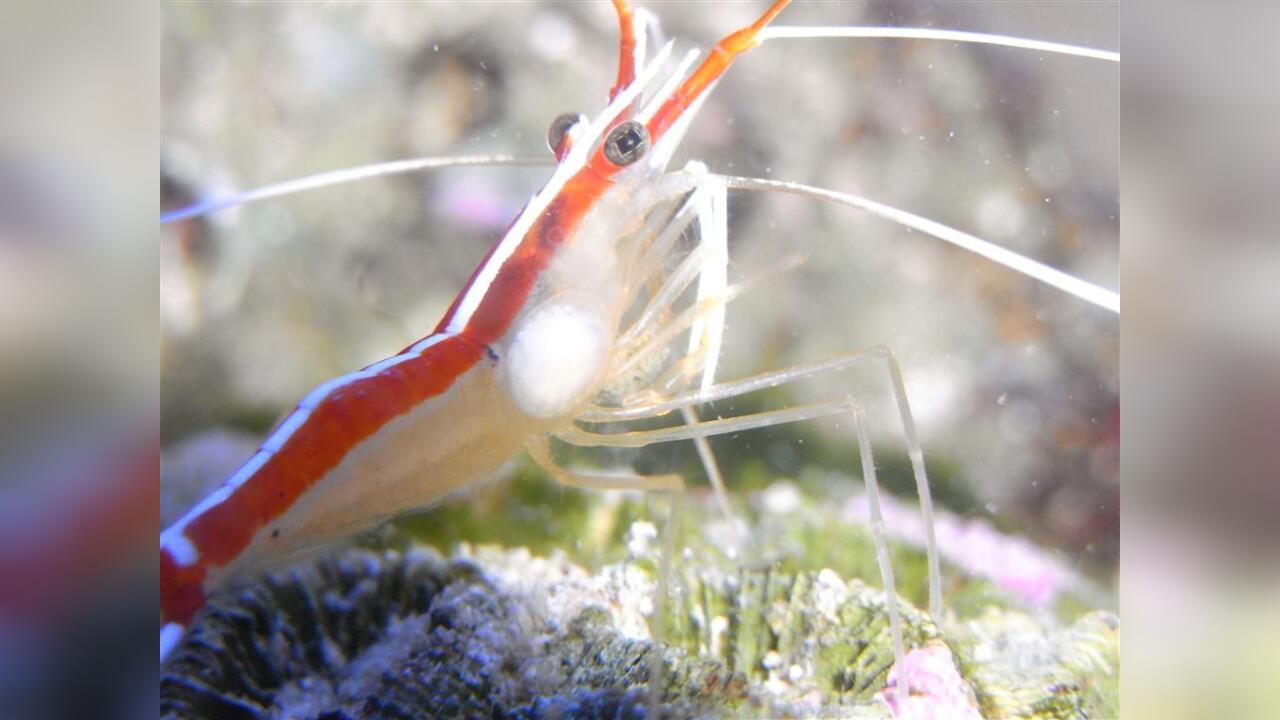 Bopyroides hippolytes Shrimp parasitic isopod