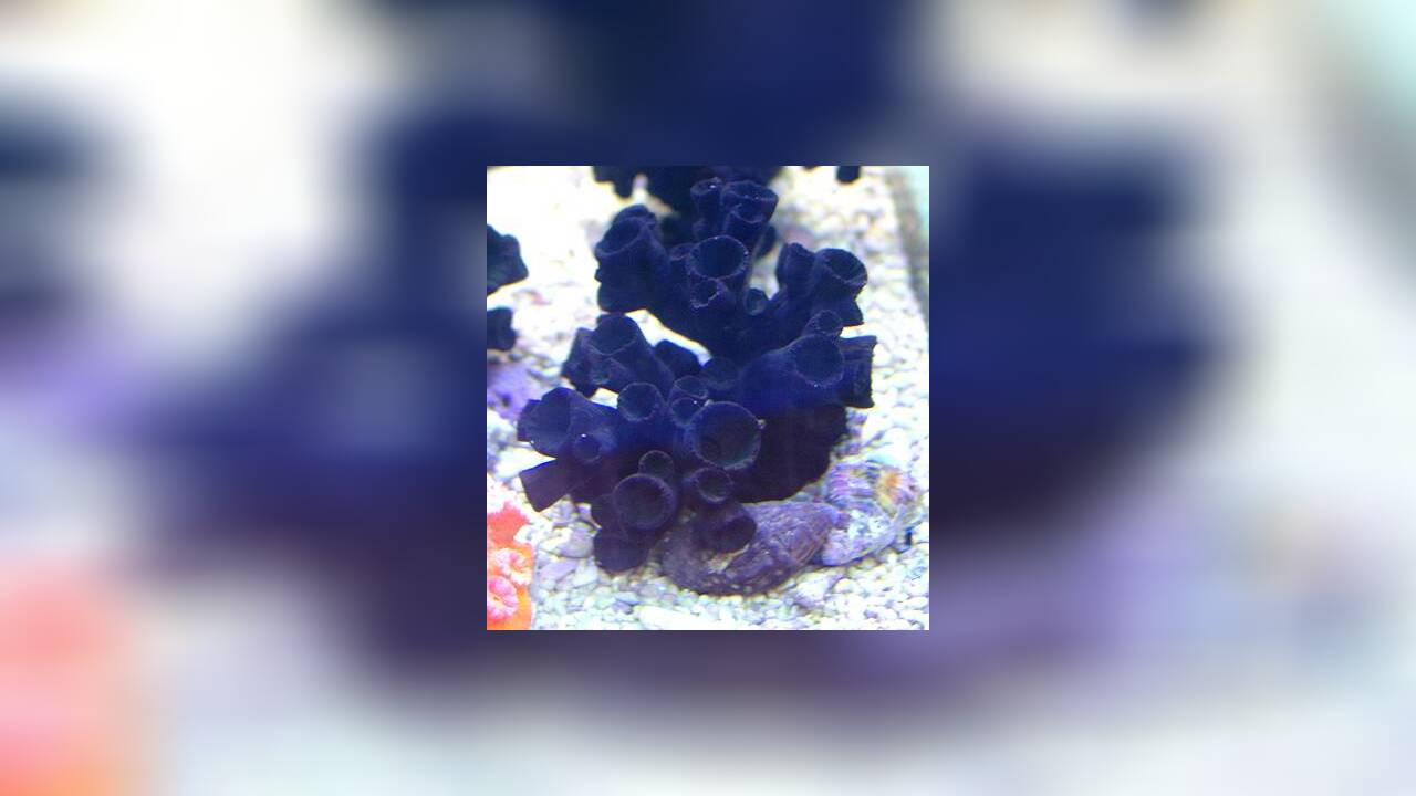 Tubastraea diaphana Schwarze Kelchkoralle