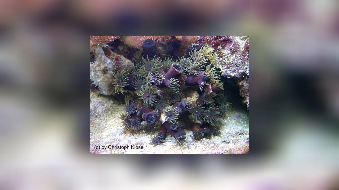 Tubastraea diaphana Schwarze Kelchkoralle