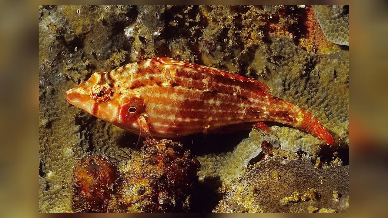 Pteragogus enneacanthus BrustfleckPutzerlippfisch