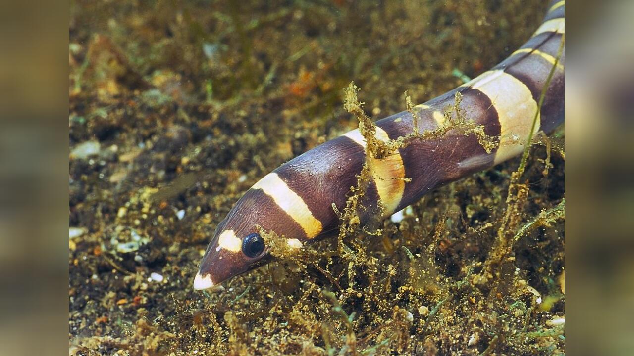 Leiuranus semicinctus Saddled snakeeel