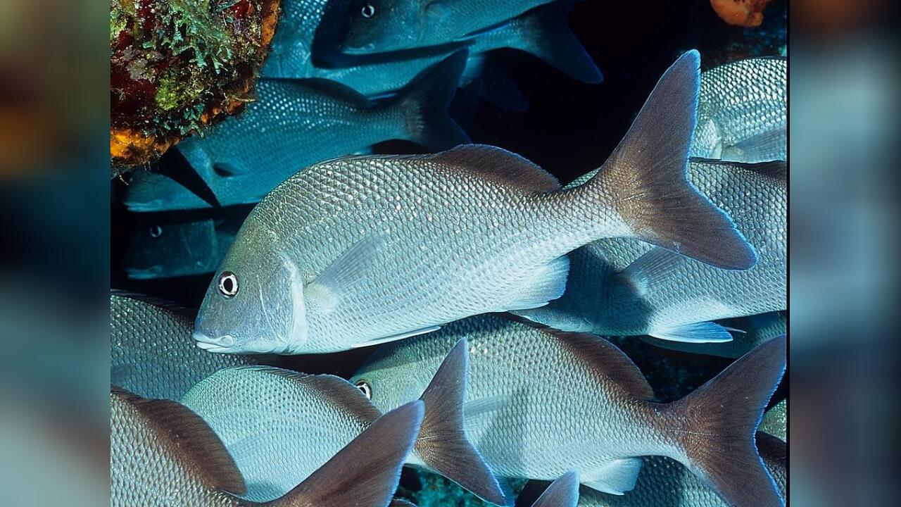 Haemulon album SilberGrunzer