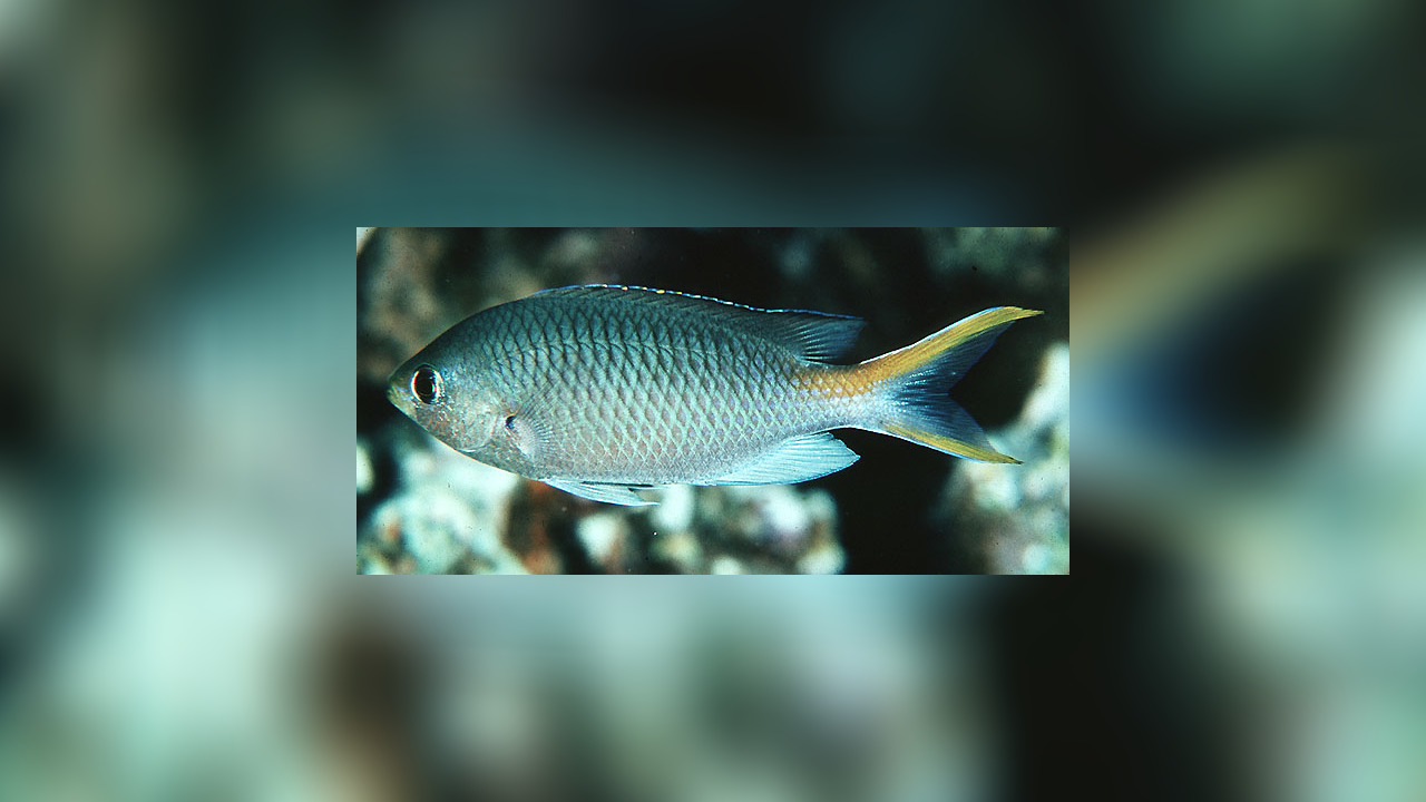 Neopomacentrus miryae Miry's demoiselle