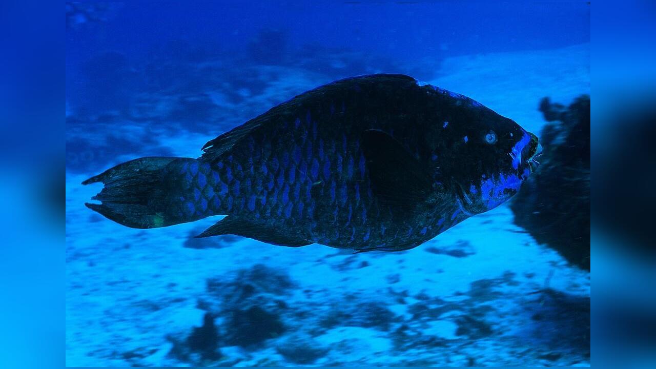 Scarus coelestinus MitternachtsPapageifisch