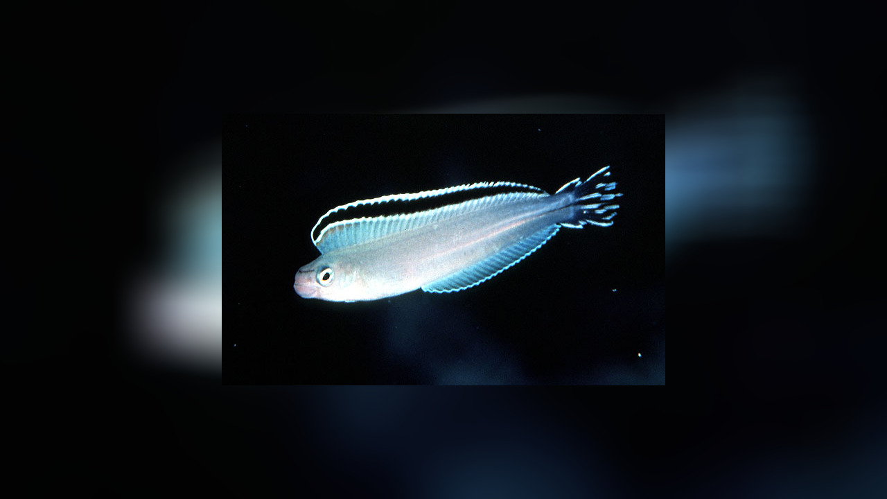 Plagiotremus phenax Aggressiver SäbelzahnSchleimfisch