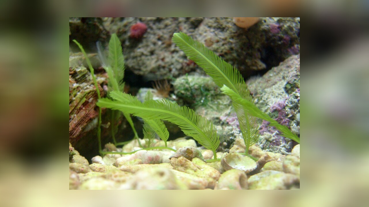 Caulerpa sertularioides Federcaulerpa