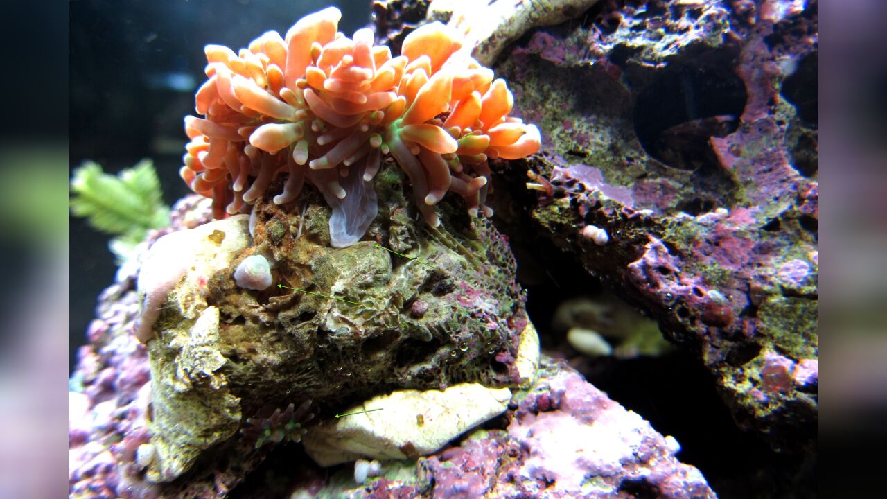 Fußscheibenlazeration pedal laceration budding