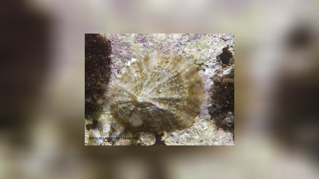 Patella caerulea Rayed Mediterranean limpet