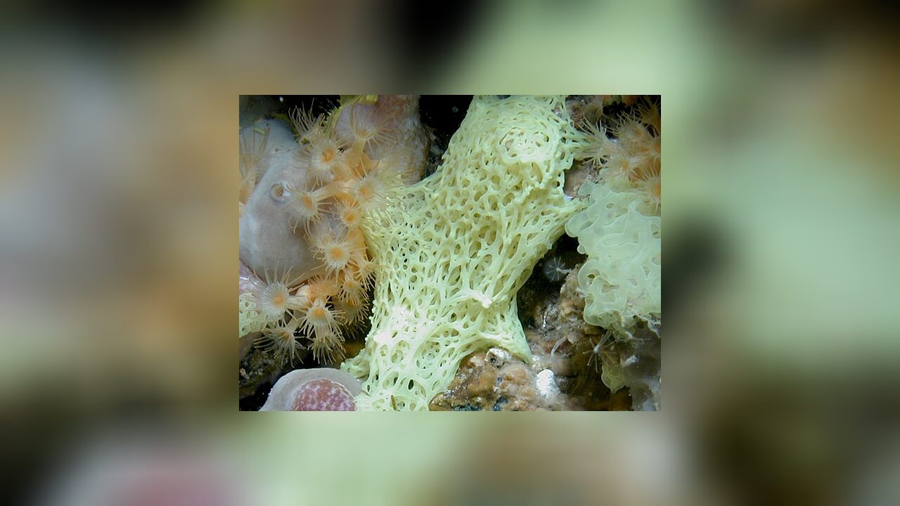 Clathrina coriacea White Lace Sponge