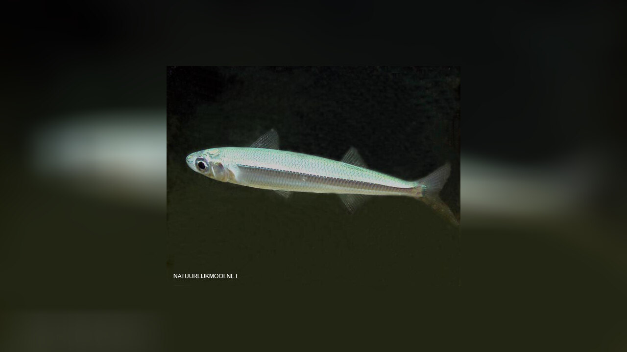 Atherina hepsetus Große Ährenfisch