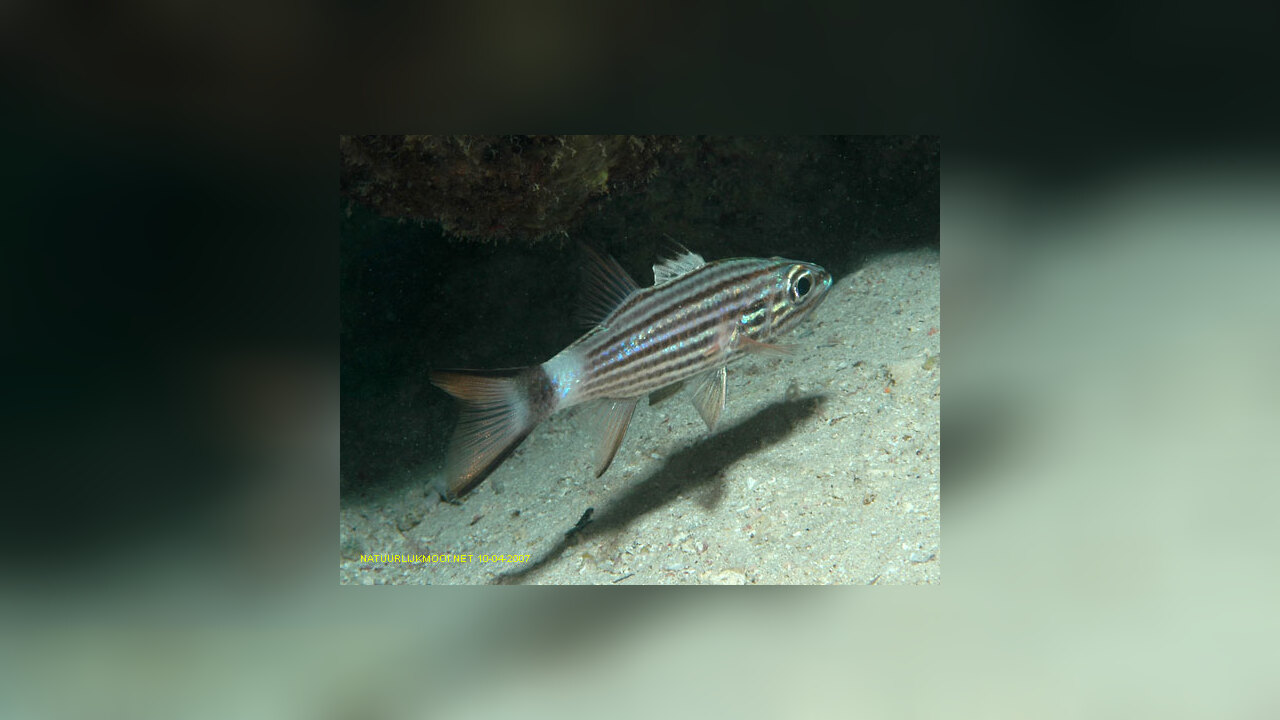 Cheilodipterus macrodon Large toothed cardinalfish, Tiger Cardinalfish