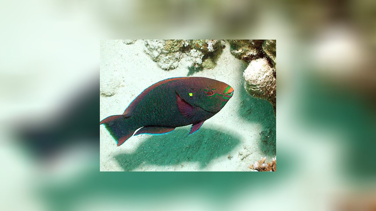 Scarus niger Schwarzer Papageifisch