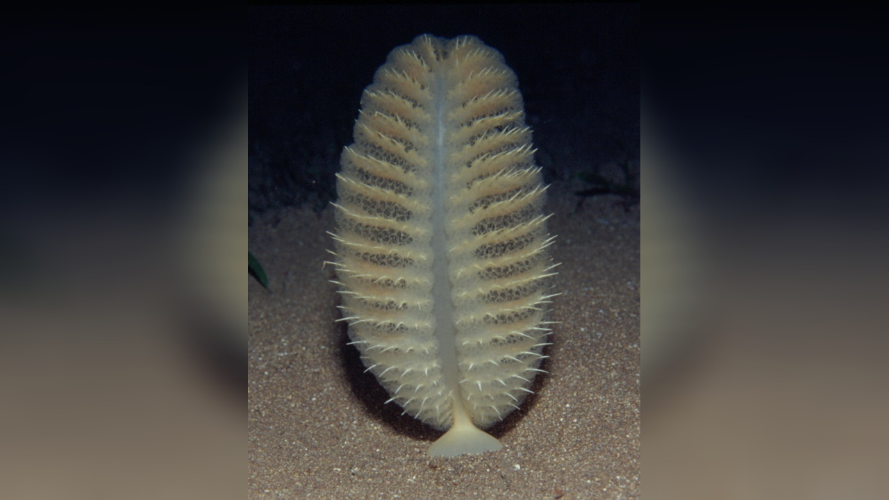 Pteroeides spinosum Seefeder