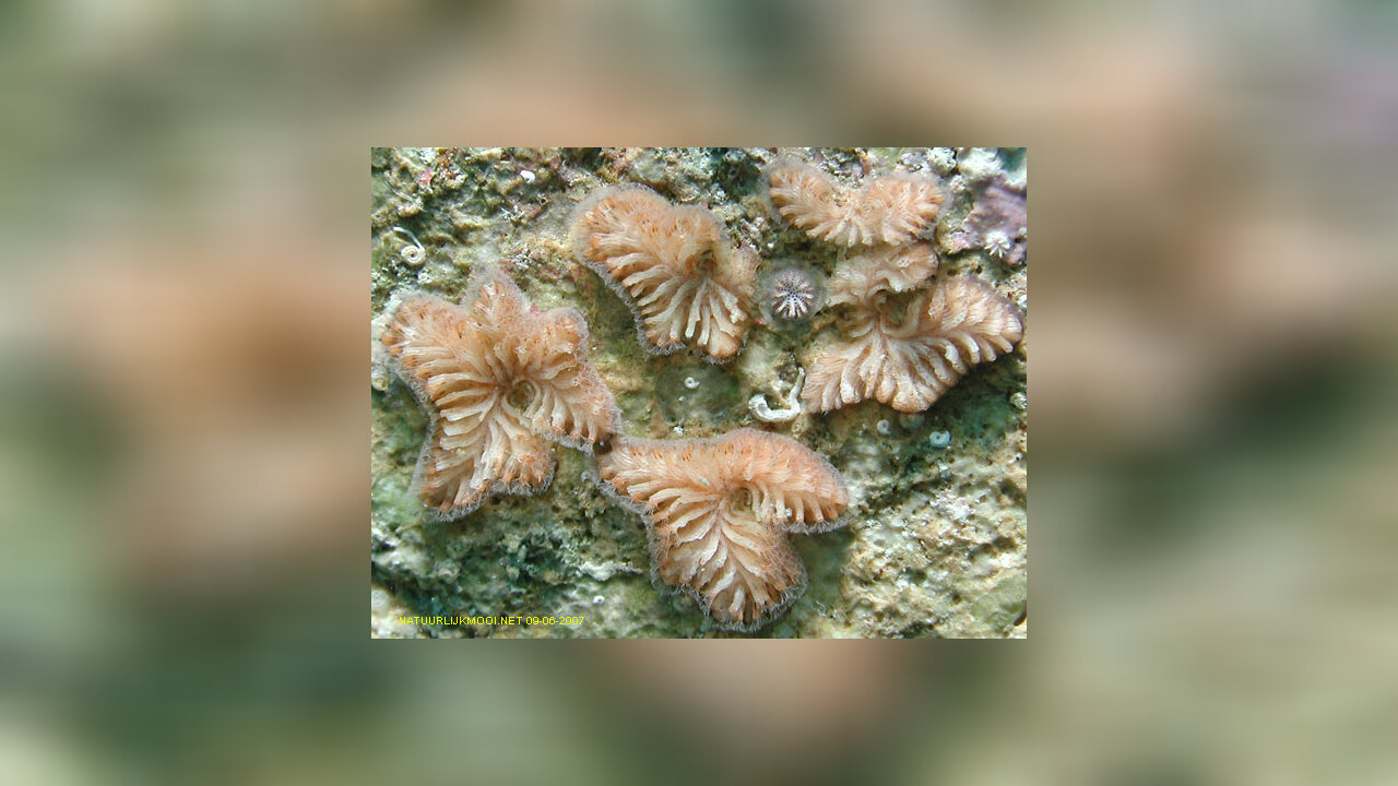 Tubulipora plumosa Moostierchen