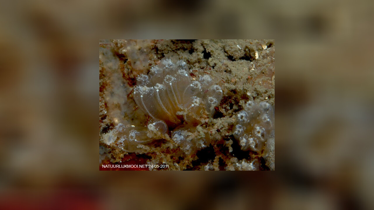 Aplidium turbinatum Aplidium turbinatum