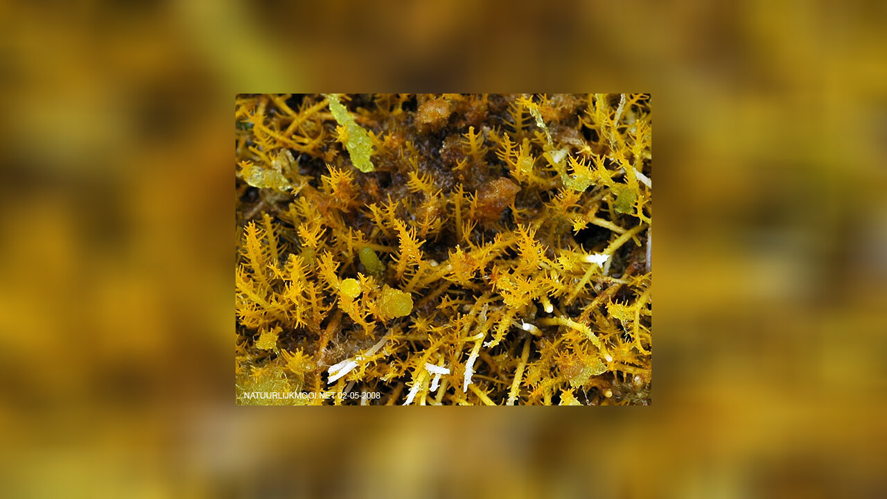 Gelidiella acerosa Rotalge