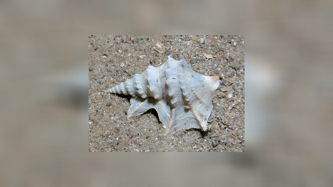 Aporrhais pespelecani Gewöhnlicher Pelikanfuss