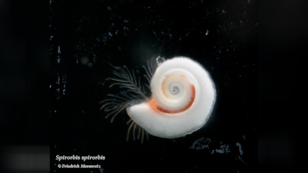 Spirorbis (Spirorbis) spirorbis Gewöhnlicher Posthörnchenwurm