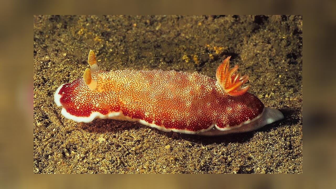 Goniobranchus reticulatus Prachtsternschnecke