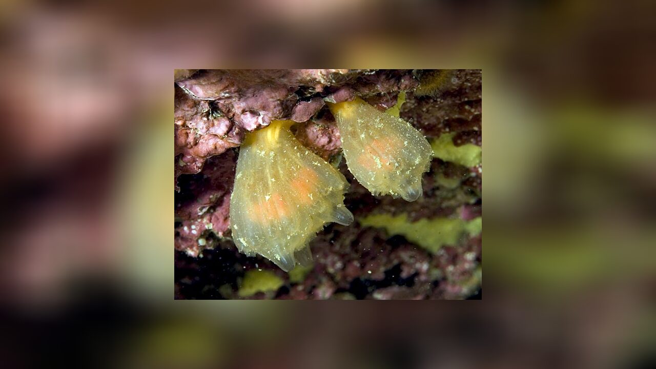 Aplidium punctum Seescheide