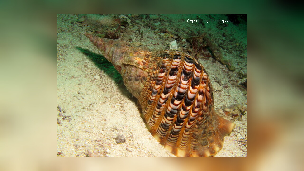 Charonia tritonis Tritonshorn