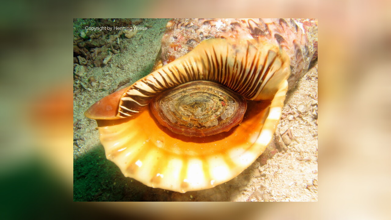 Charonia tritonis Tritonshorn