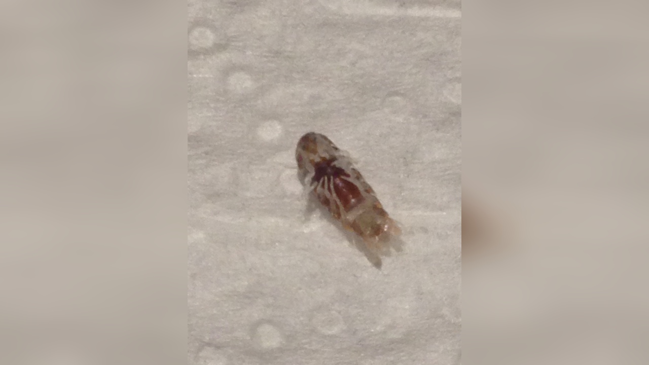 Isopoda - Cirolanidae Fischassel