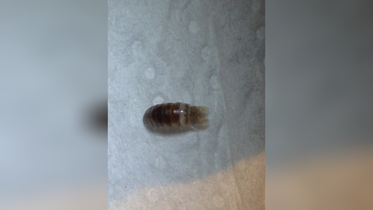 Isopoda - Cirolanidae cirolanid isopod, Parasitic isopod