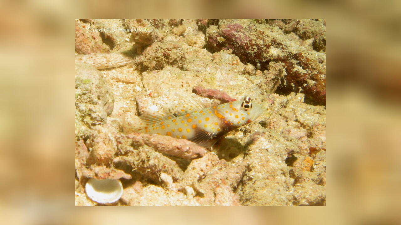 Amblyeleotris guttata PartnerGrundel