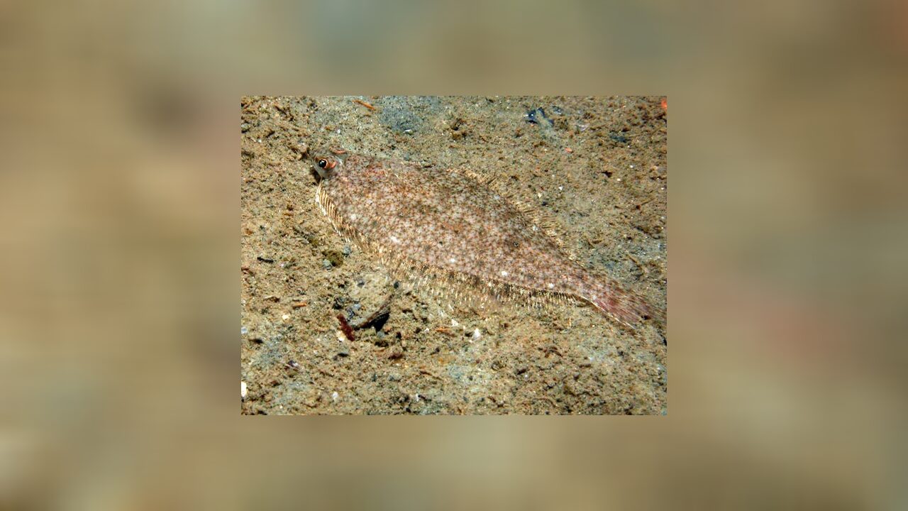 Limanda limanda Kliesche, Scharbe