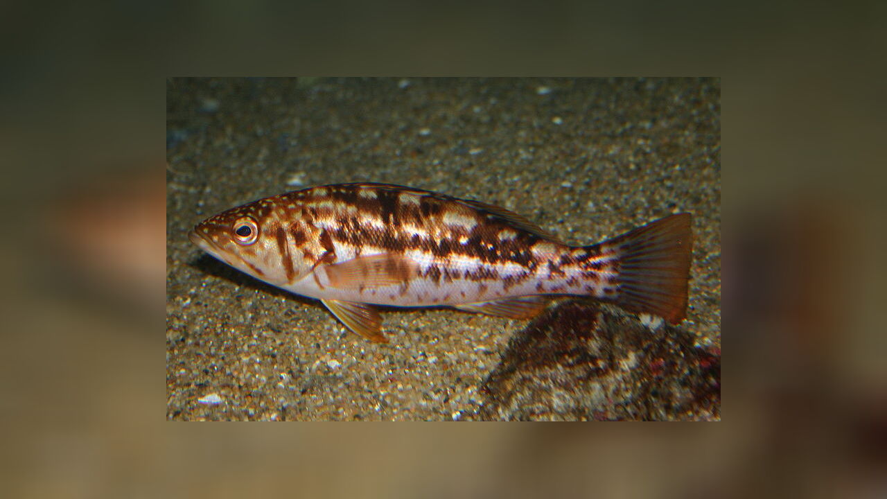 Paralabrax clathratus Kelp bass, Rock sea bass, Sea bass
