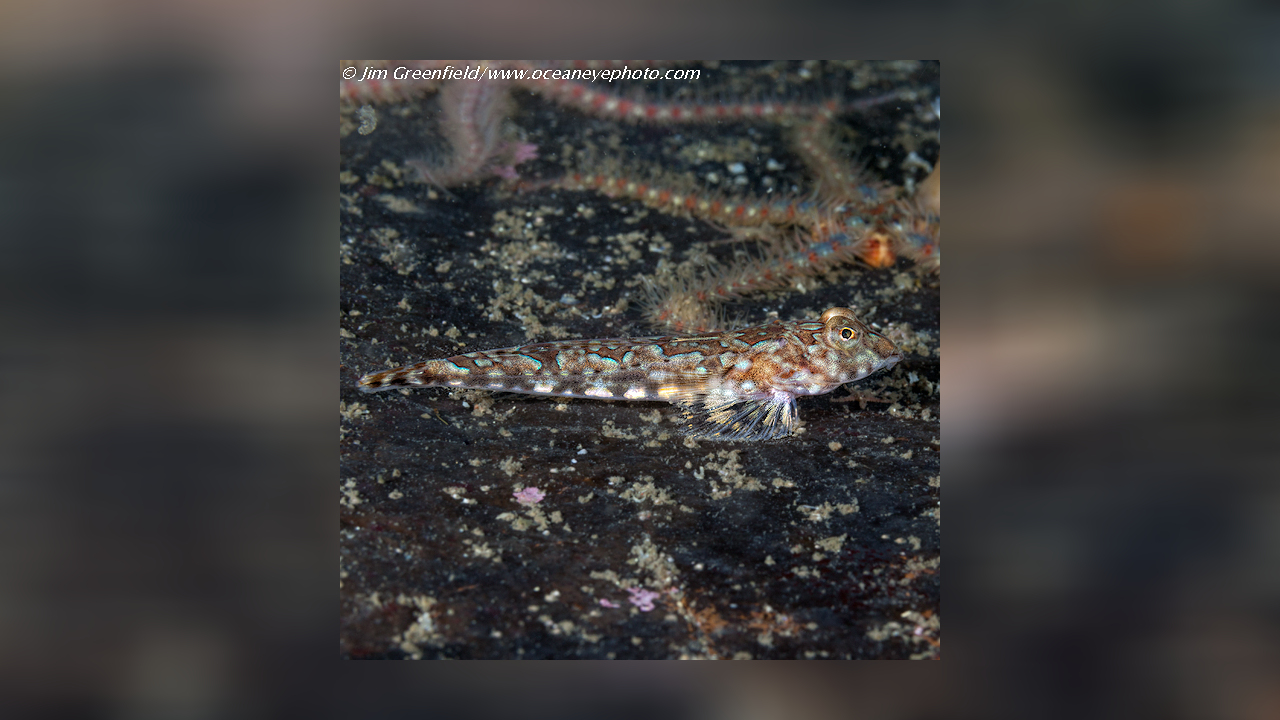 Callionymus reticulatus Leierfisch