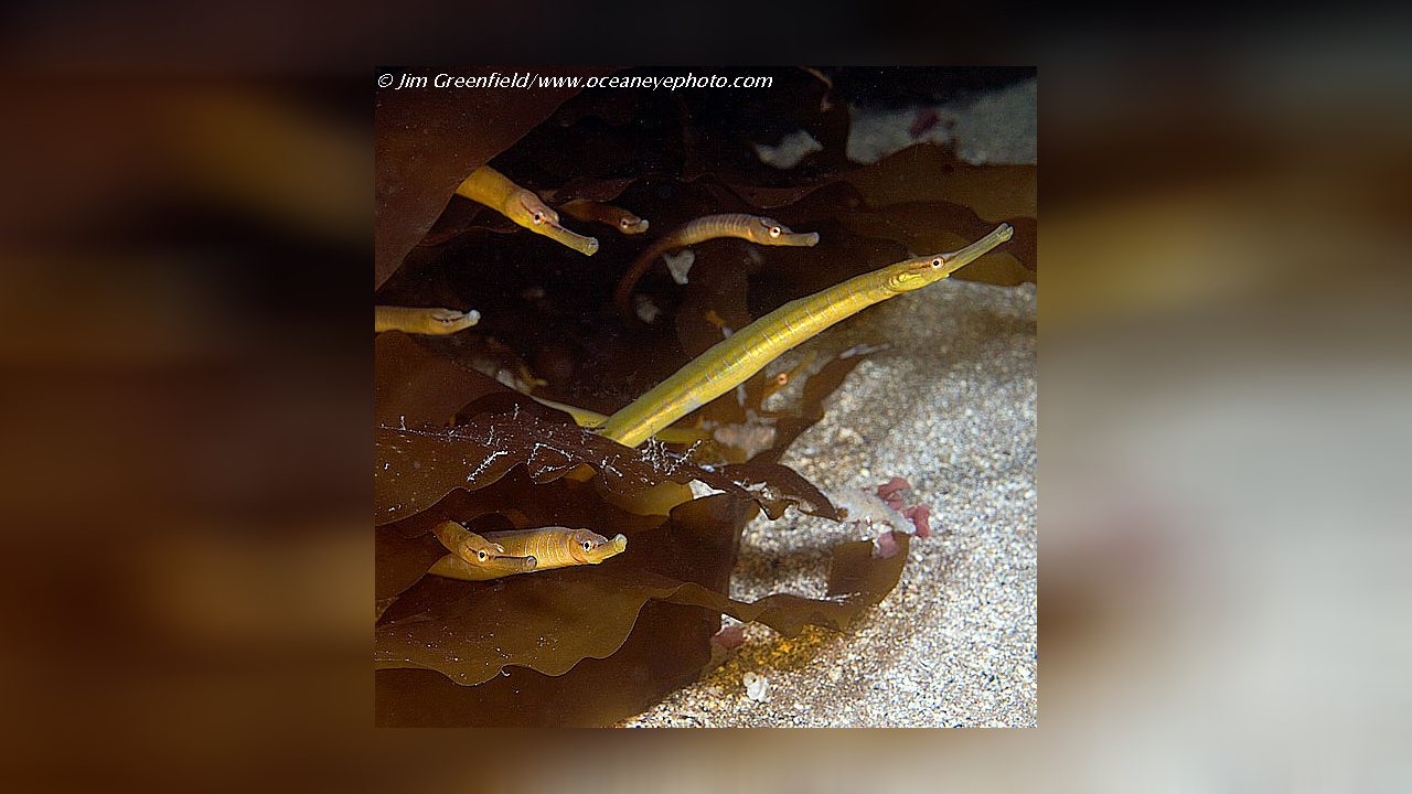 Entelurus aequoreus Große Schlangennadel