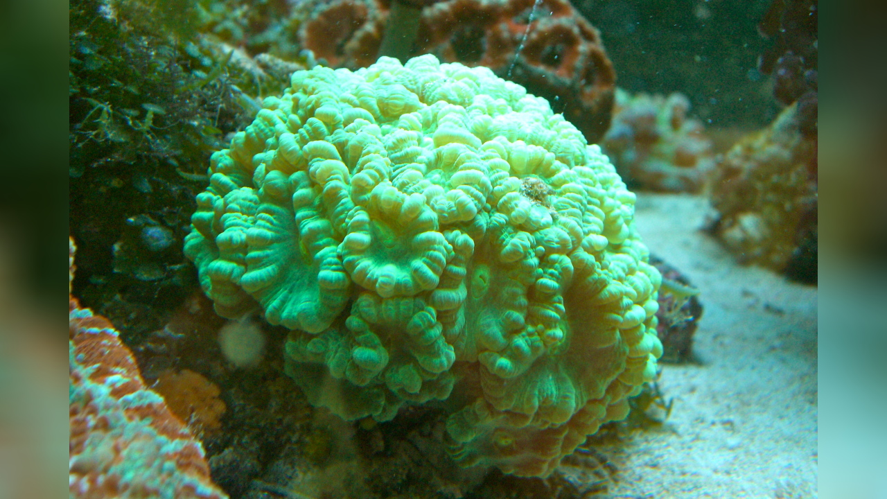 Caulastraea furcata Flötenkoralle, Fingerkoralle